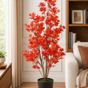 japanese maple 5 ft