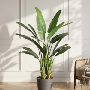 bird of paradise 4ft