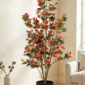 japanese maple (autumn)