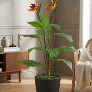 bird of paradise