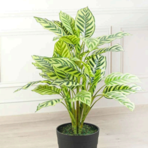 peacock plant