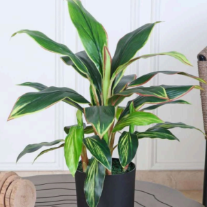 dracaena plant ap 65 cm