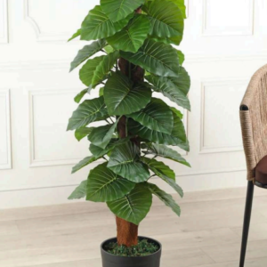 pole plant :alocasia