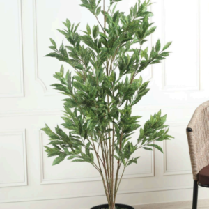 croton