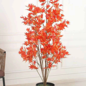 japanese maple