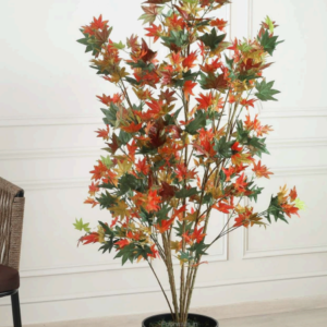 japanese maple (autumn)