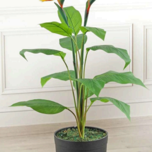 bird of paradise