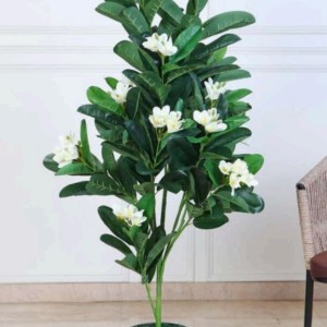 Frangipani (White)