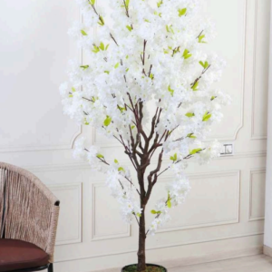white cherry blossom