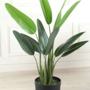 bird of paradise 3.3ft