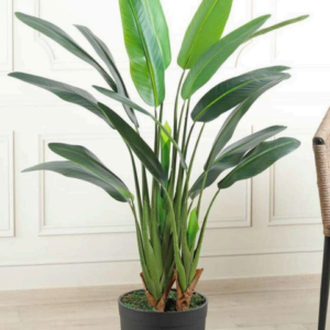 bird of paradise 4ft