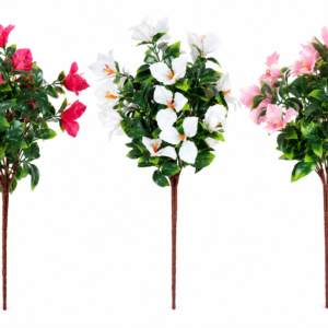 bougainvillea plant