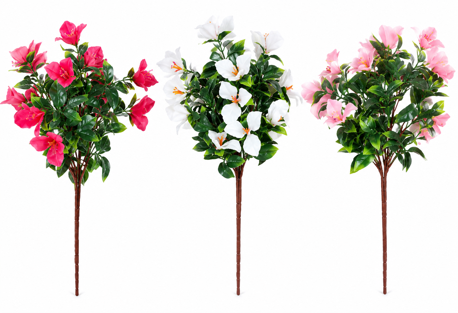 bougainvillea plant bougainvillea plant