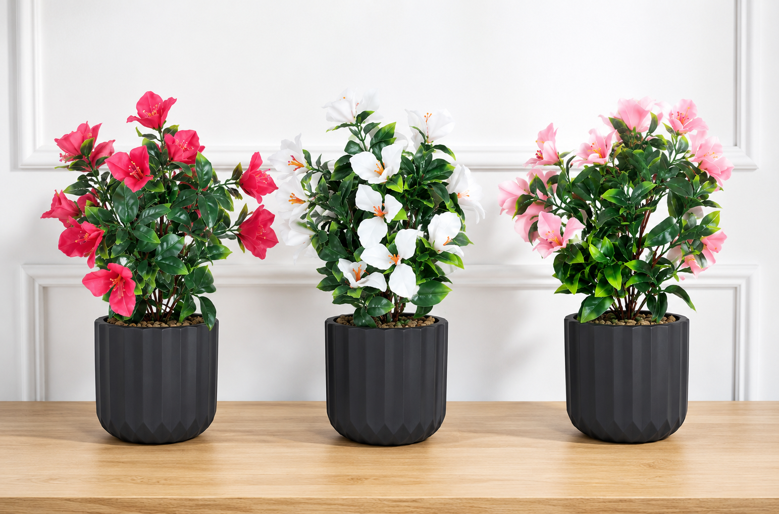 bougainvillea plant bougainvillea plant