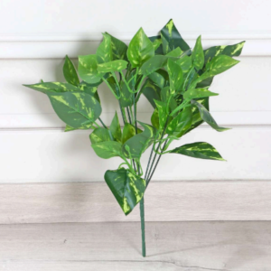 money plant leave