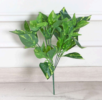 auto draft money plant leave