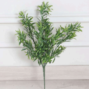 Rosemary Plant