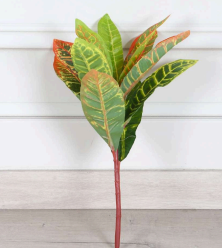 croton