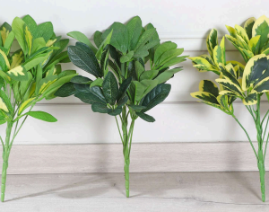 Schefflera Plant