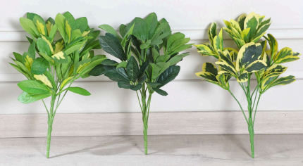 auto draft Schefflera Plant