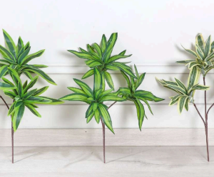 Song of India Plant