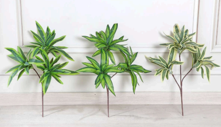 Song of India Plant