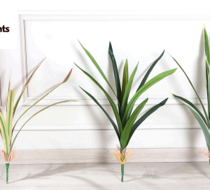 Orchid Leaves