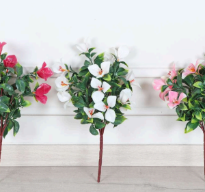 BOUGAINVILLEA