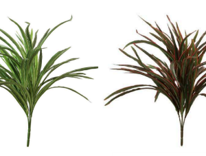 Dracaena Bush Falling