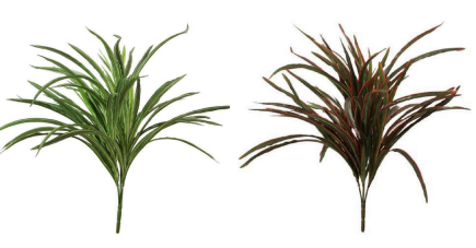 auto draft Dracaena Bush Falling
