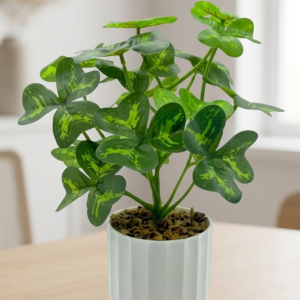 Three Leaf Plant