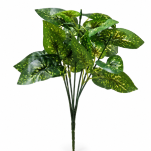syngonium 2 plant