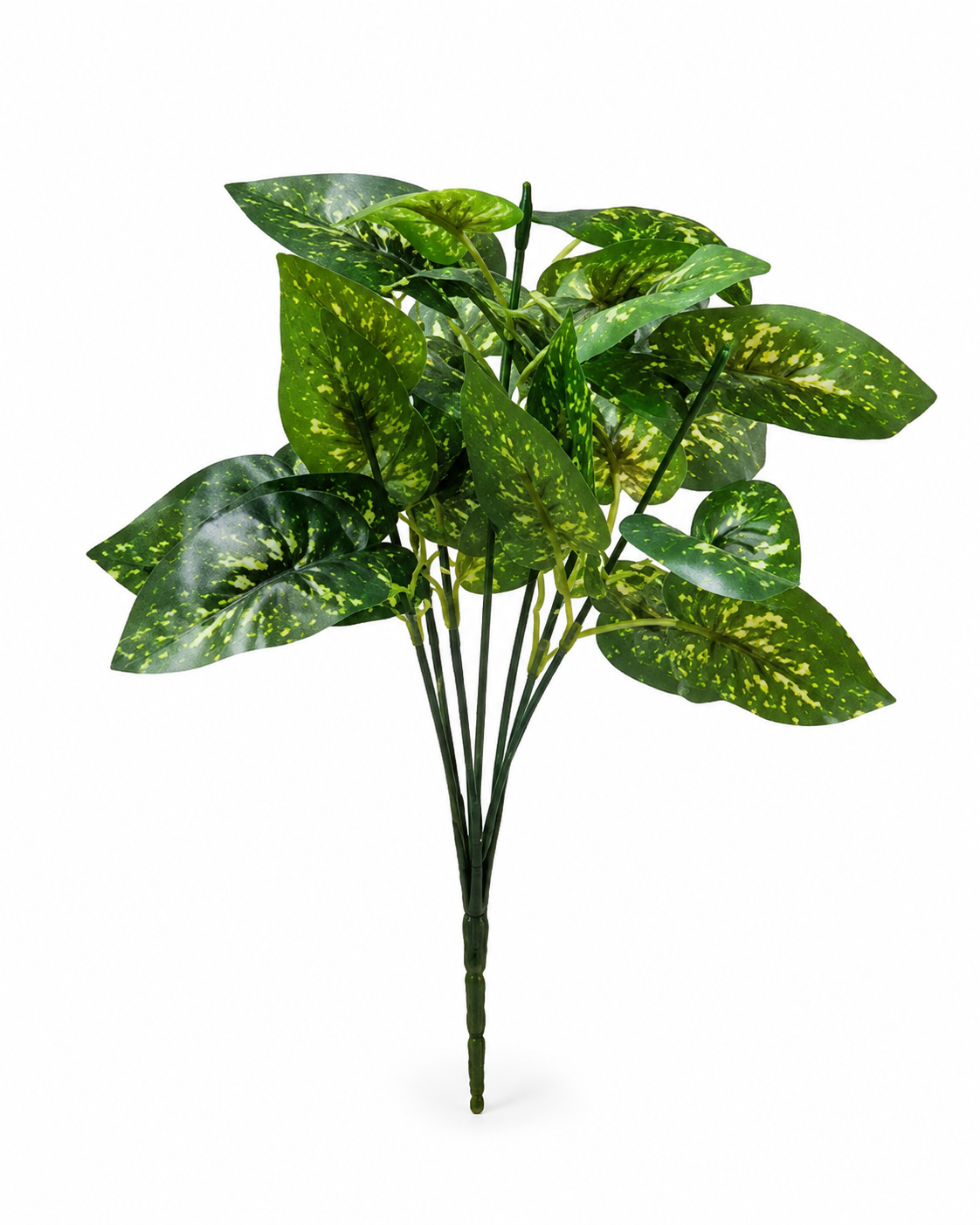 syngonium 2 plant syngonium 2 plant