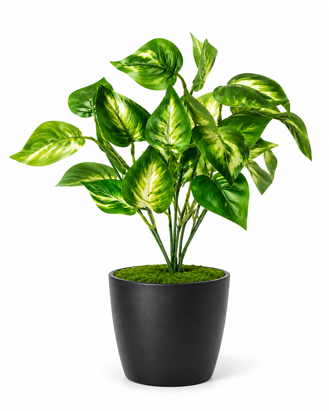 syngonium 2 plant syngonium 2 plant