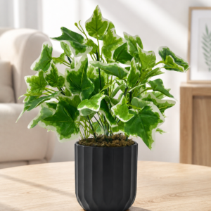 english ivy plant with pot