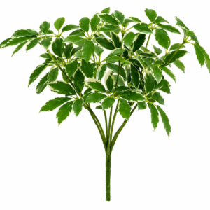 dwarf umbrella plant