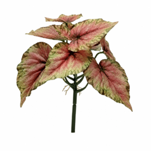 Home painted leaf begonia 2 plant