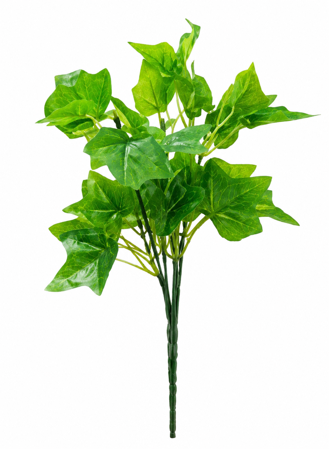 green ivy plant green ivy plant