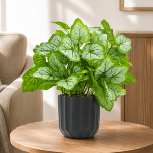 monstera dubia plant