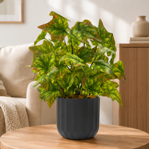 hadera ivy plant