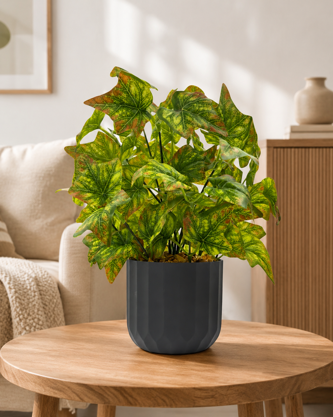 hadera ivy plant hadera ivy plant