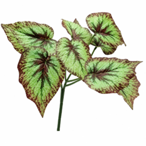 heart of jesus 2 plant