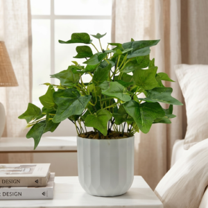 green ivy plant with pot