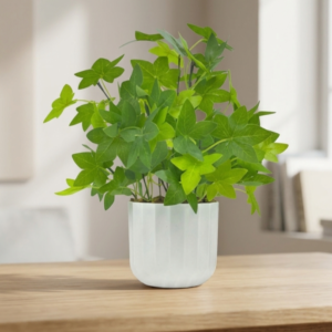 Terrarium Plant