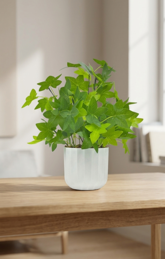 Terrarium Plant Terrarium Plant