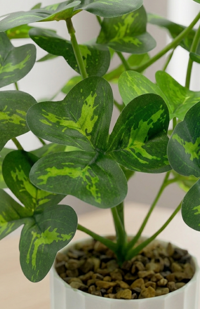 Three Leaf Plant Three Leaf Plant