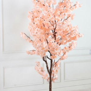 Peach cherry blossom