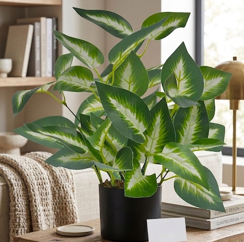 Dumb Canes Plant Dumb Canes Plant