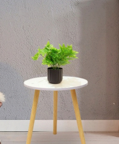 Money Plant Money Plant