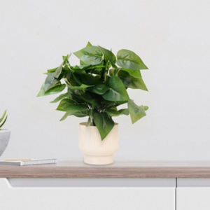Philodendron Plant